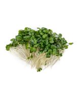 UNS Kale Microgreen