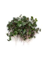 UNS Red Cabbage Microgreen