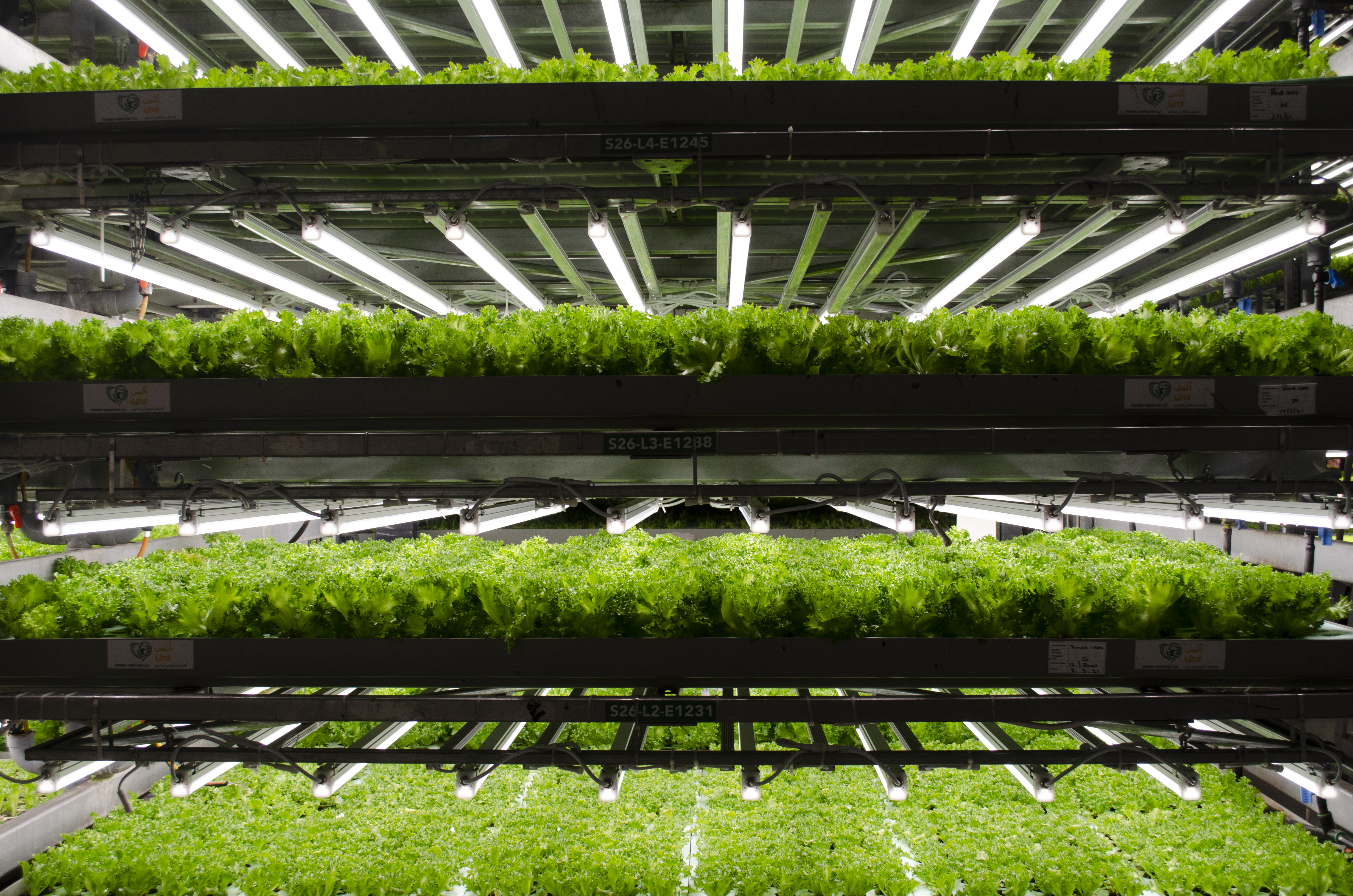 Revolutionizing Agriculture: Hydroponic Farming in Urban Environments