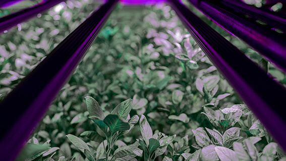 How we do Indoor Vertical Farming through hydroponic technique?